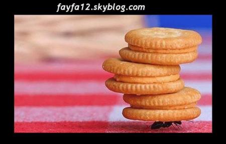 � la voleuse � par torres-joe